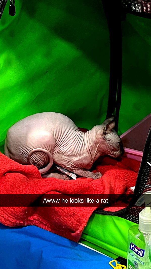 carmmieecat image ~ Altpins