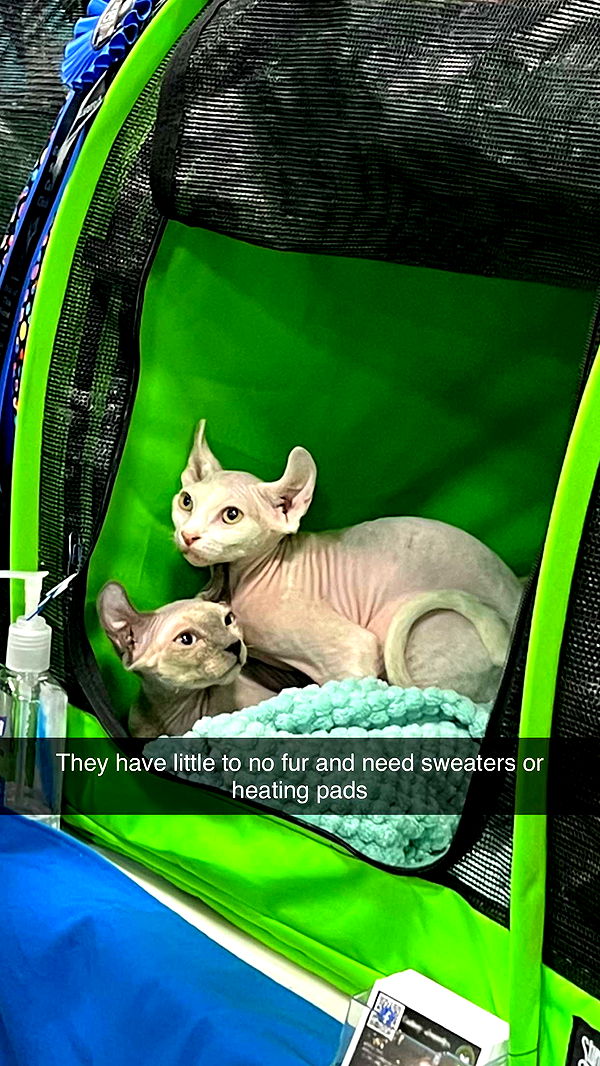 carmmieecat image ~ Altpins