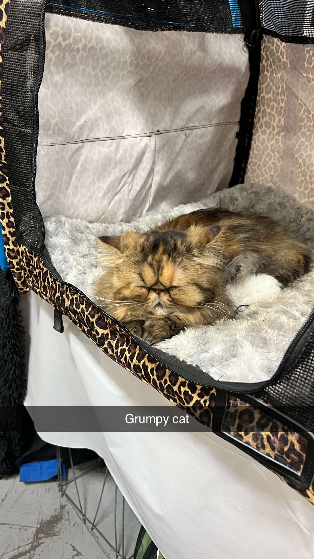 carmmieecat snapchat image archive image