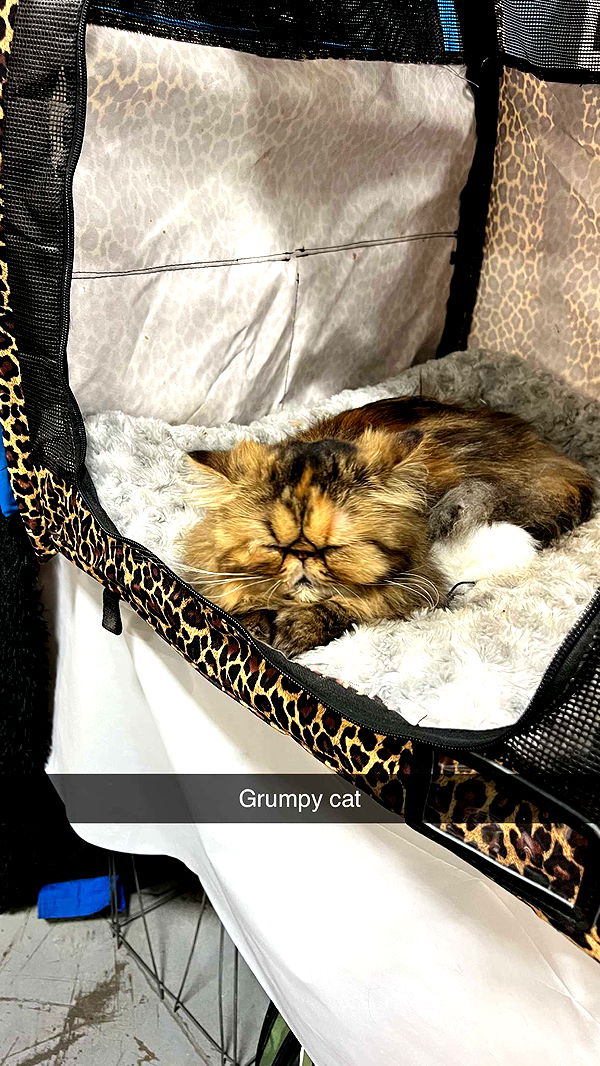 carmmieecat image ~ Altpins