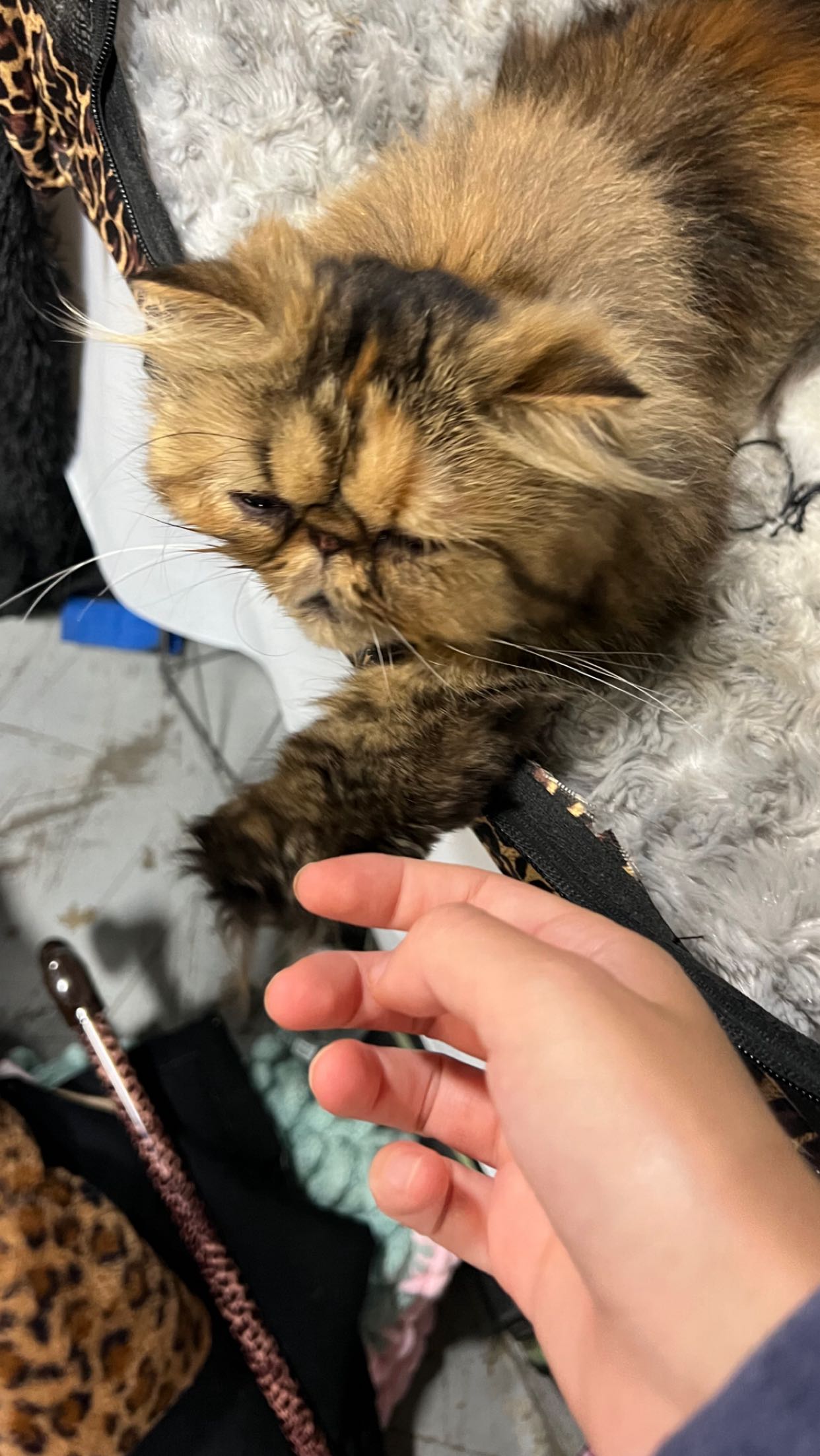 carmmieecat snapchat image archive image