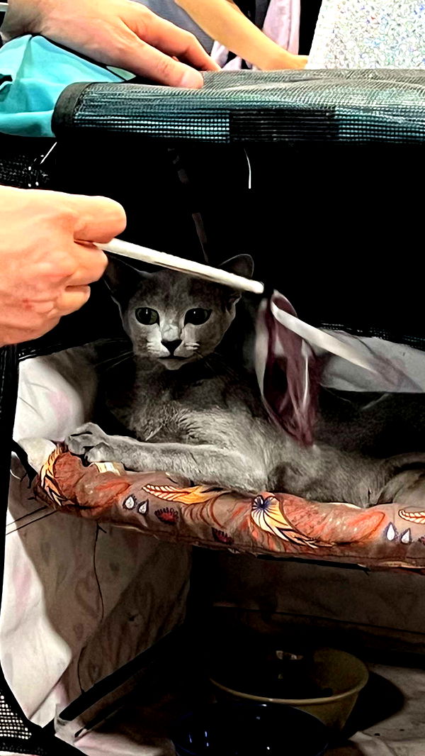 carmmieecat image ~ Altpins