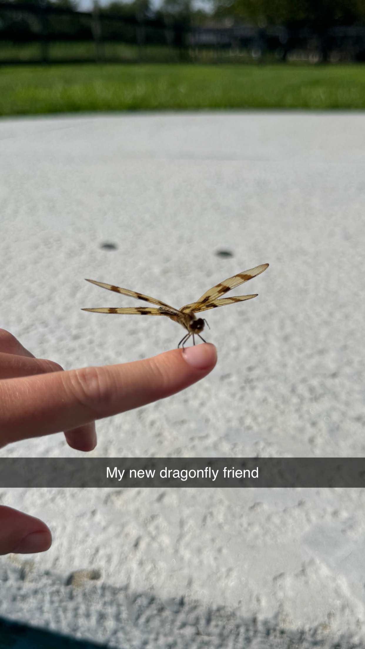 carmmieecat snapchat image archive image