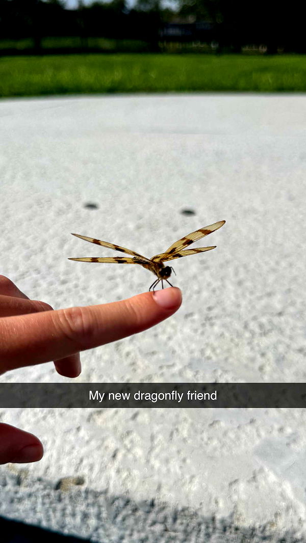 carmmieecat image ~ Altpins