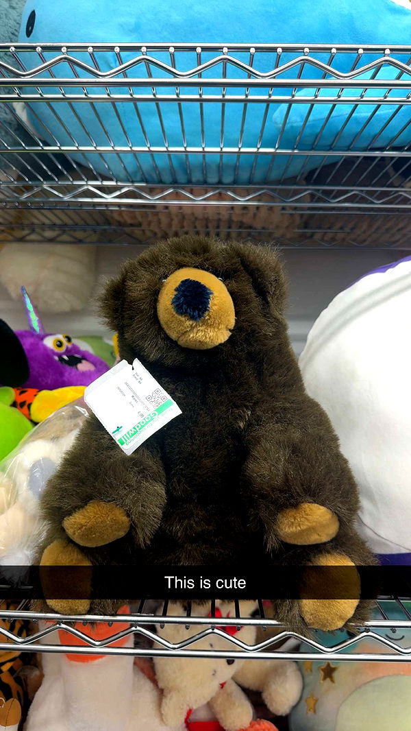 carmmieecat image ~ Altpins