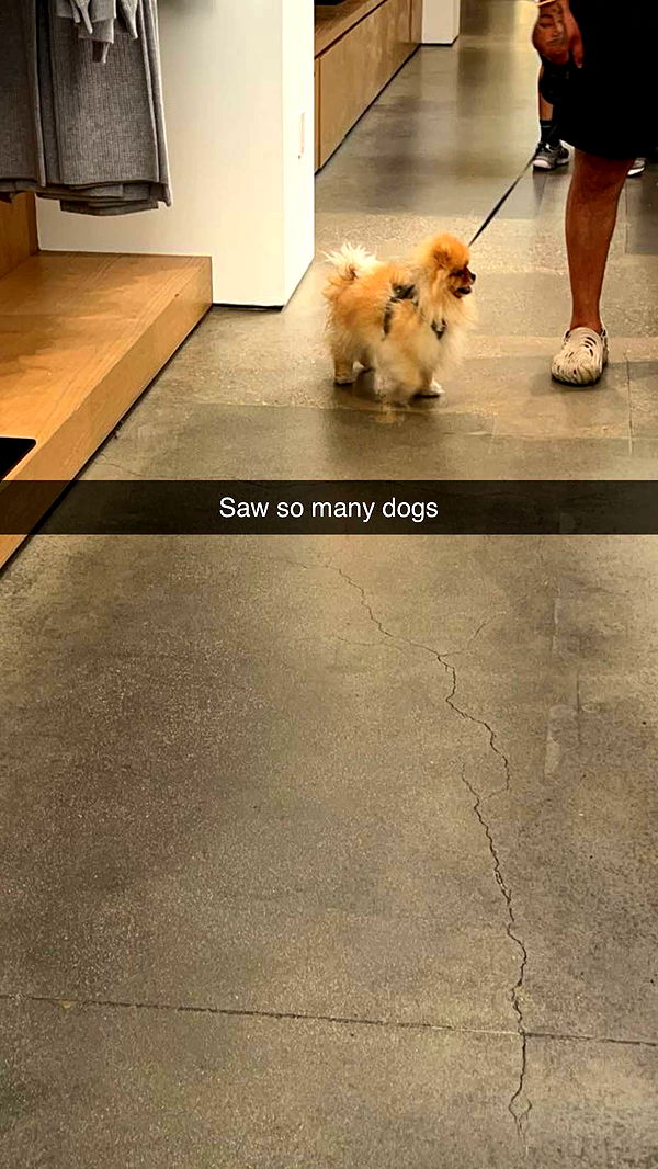 carmmieecat image ~ Altpins