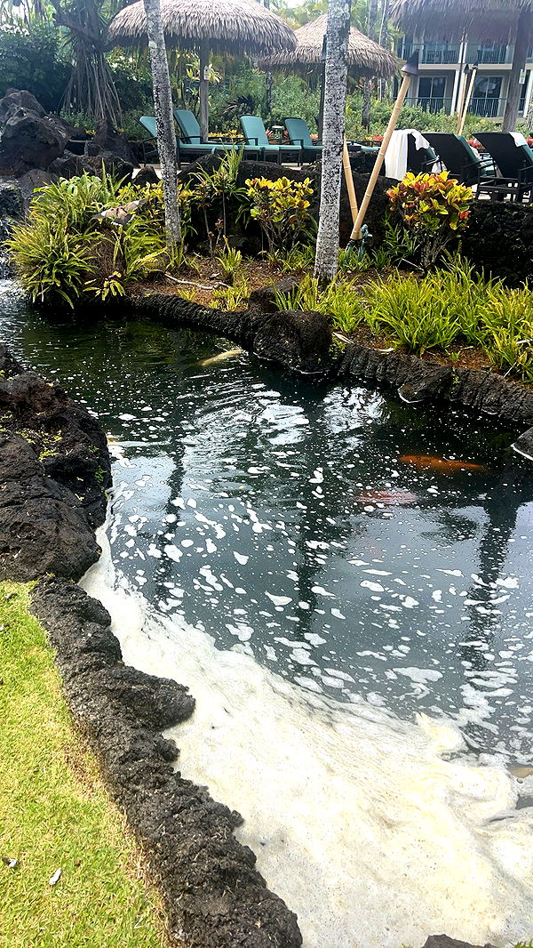 carmmieecat image ~ Altpins