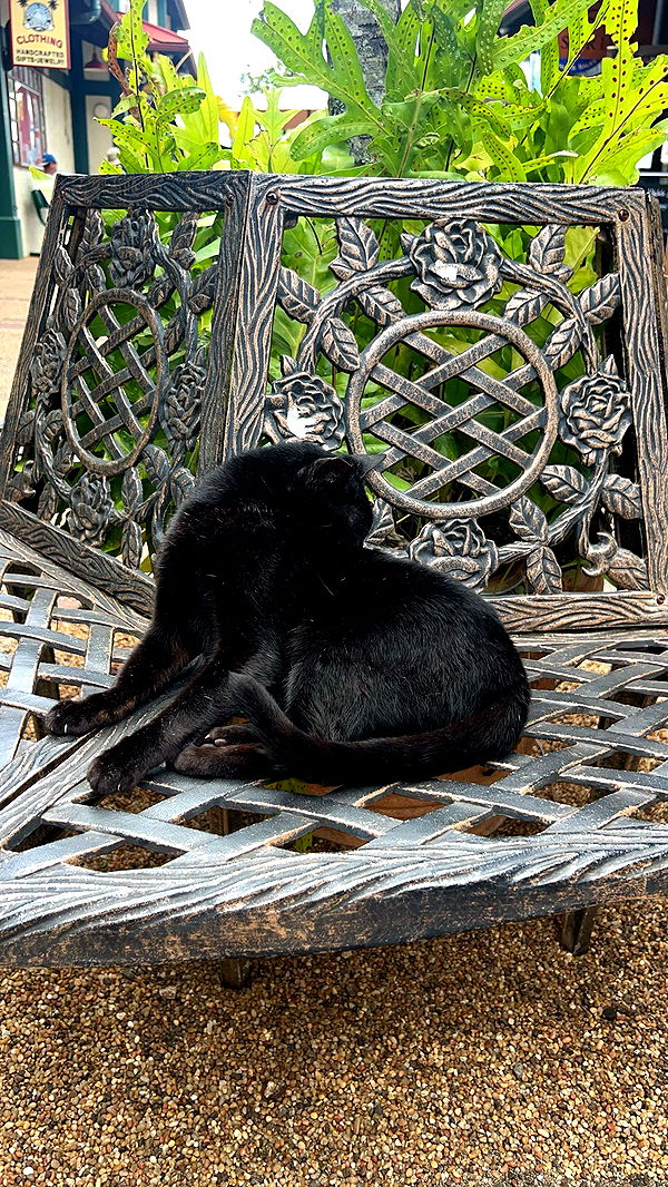 carmmieecat image ~ Altpins