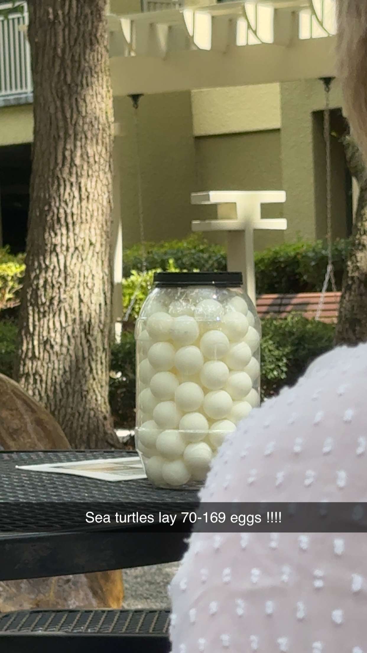 carmmieecat snapchat image archive image