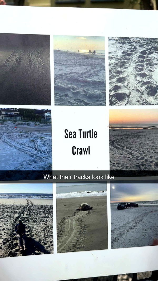 carmmieecat image ~ Altpins