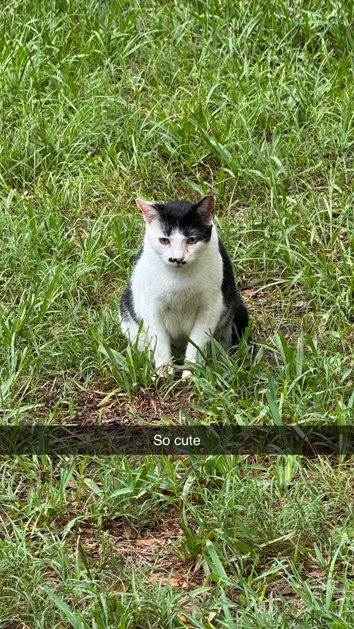 carmmieecat snapchat image archive image