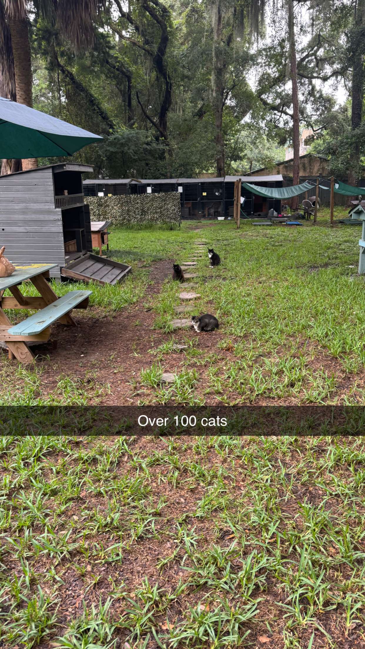 carmmieecat snapchat image archive image