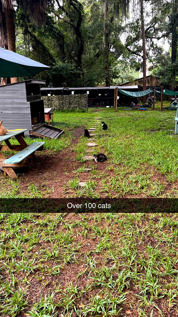 carmmieecat image ~ Altpins