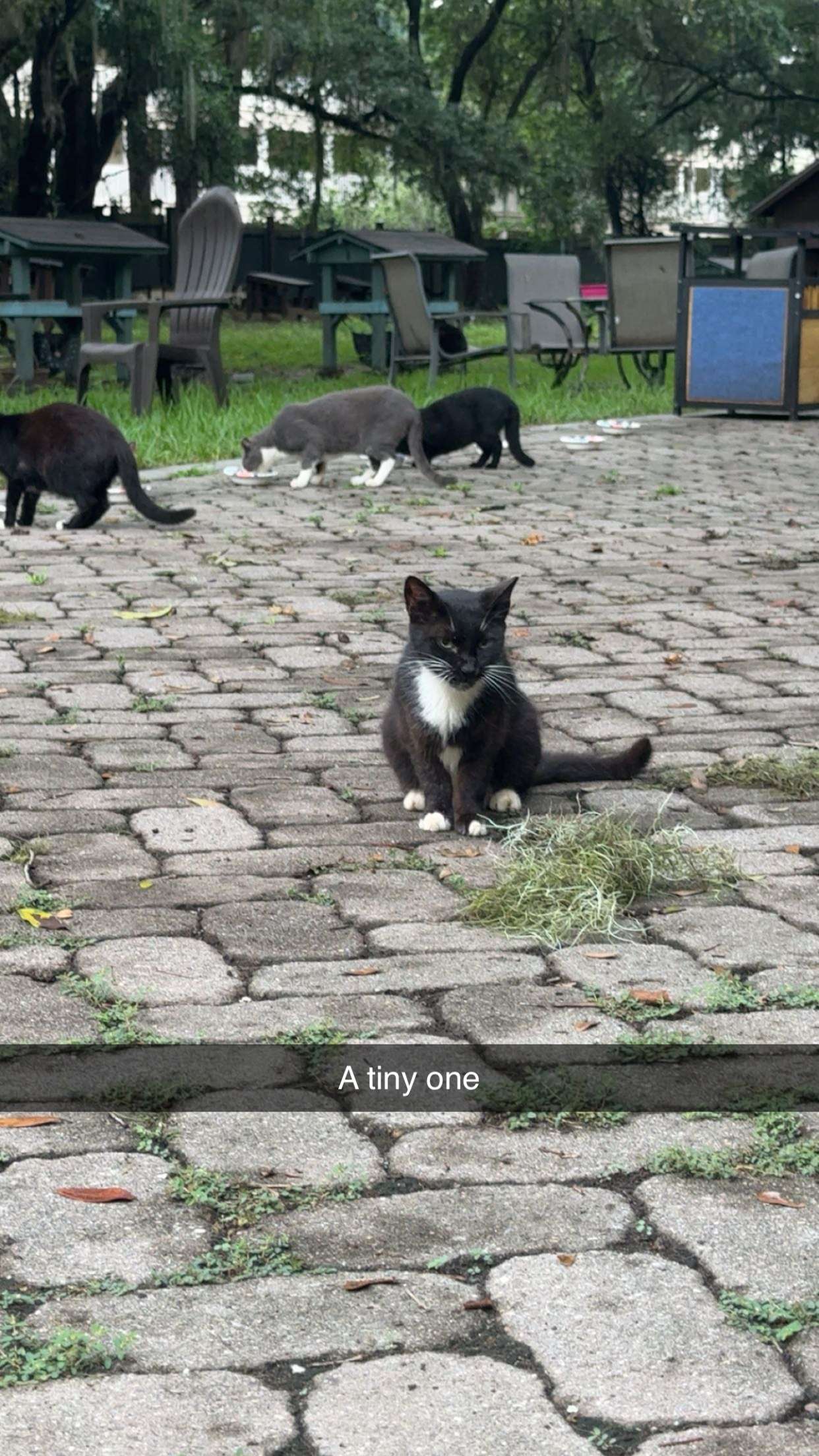 carmmieecat snapchat image archive image