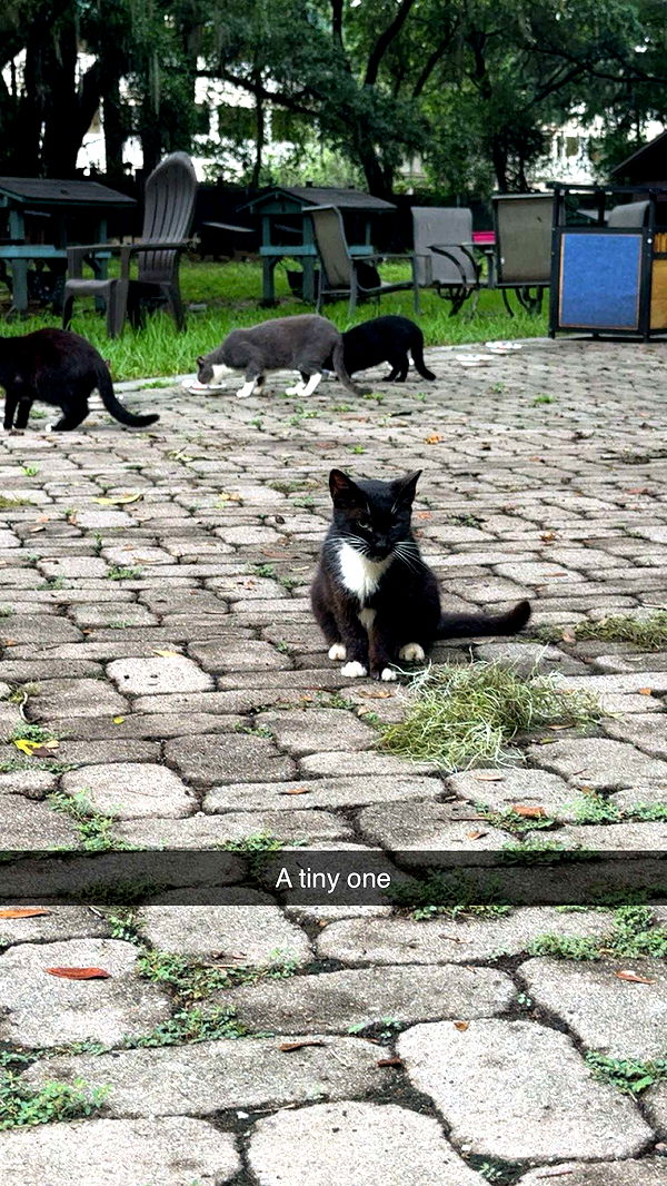 carmmieecat image ~ Altpins