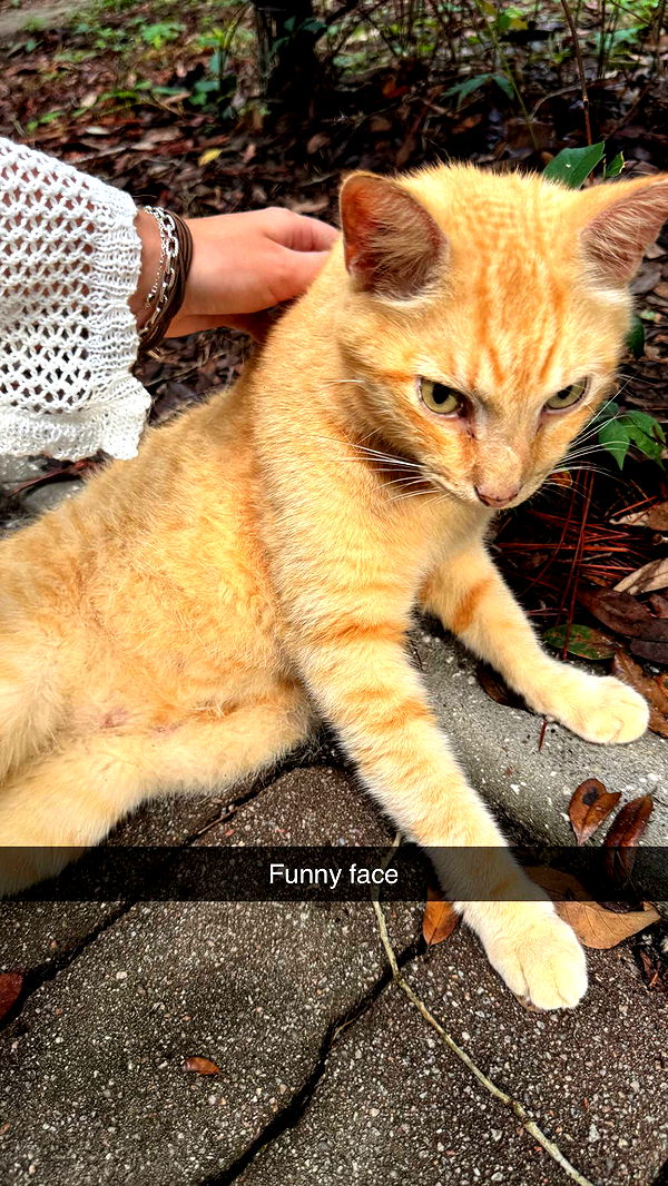 carmmieecat image ~ Altpins