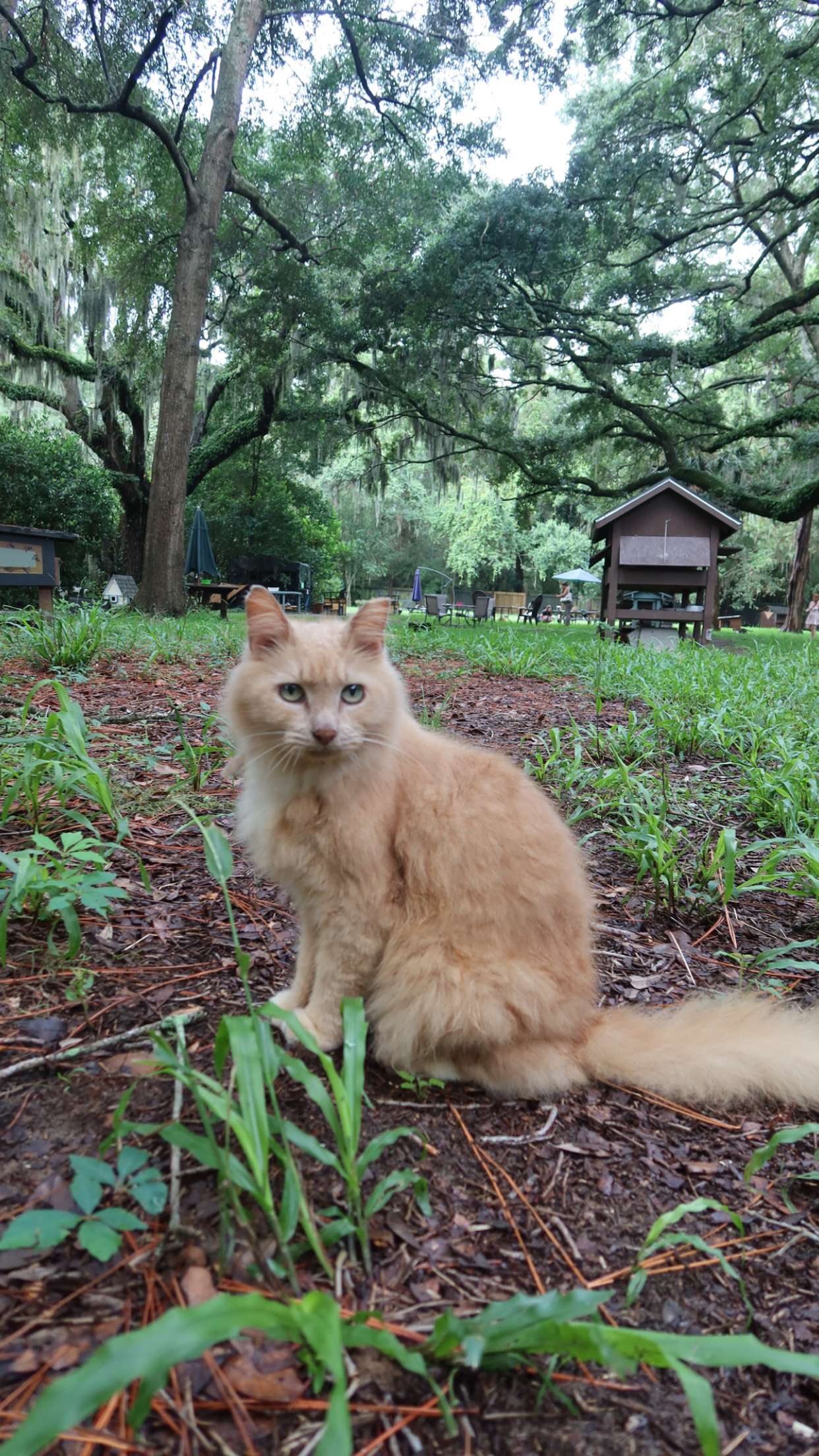 carmmieecat snapchat image archive image