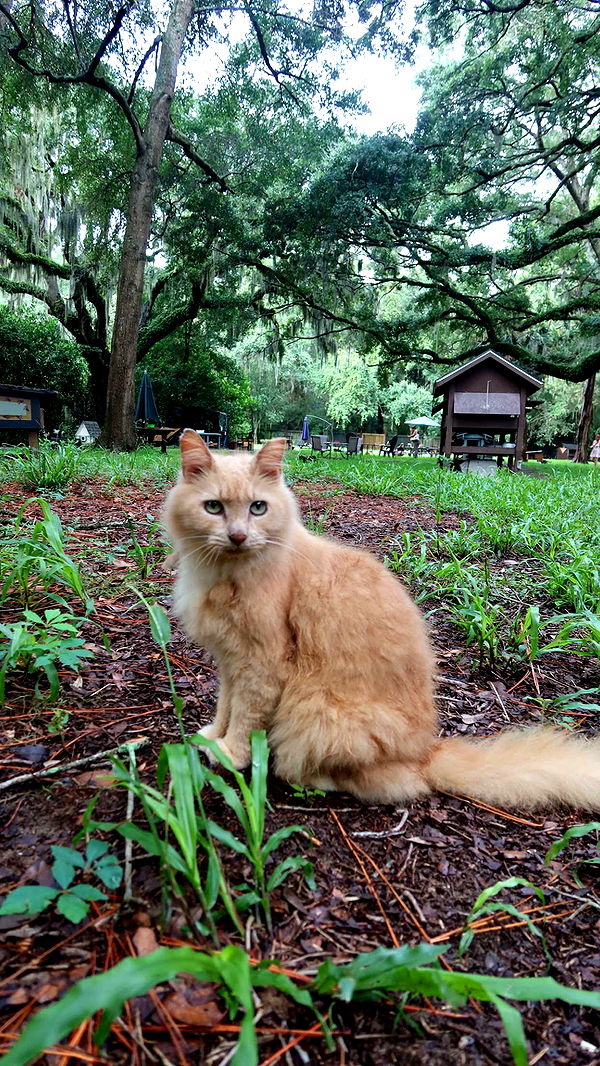 carmmieecat image ~ Altpins