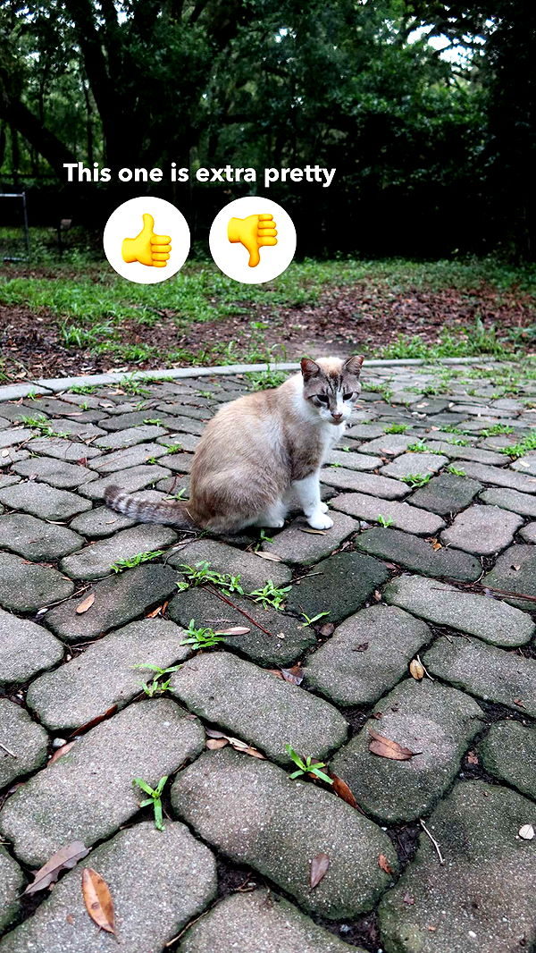 carmmieecat image ~ Altpins