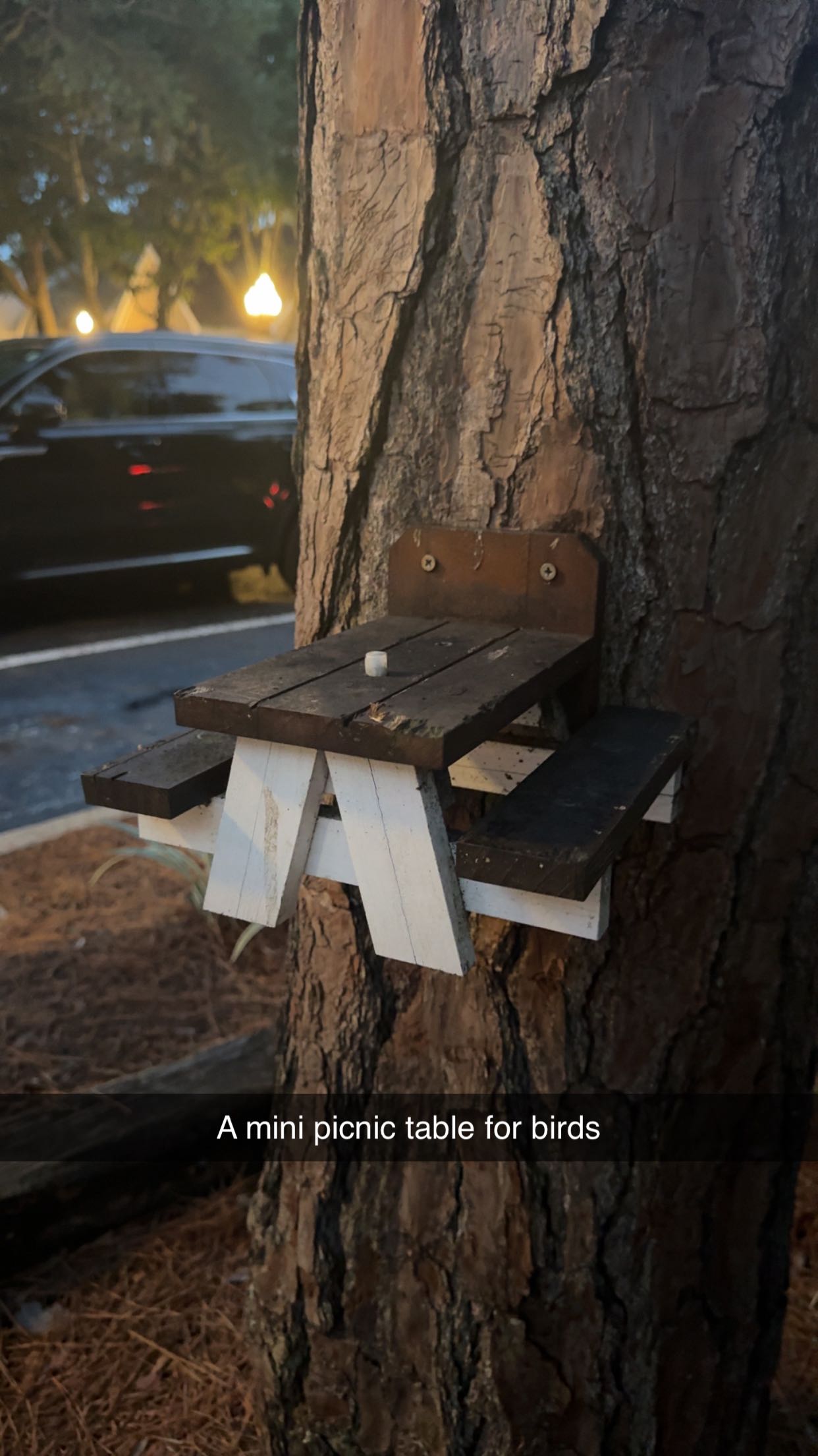 carmmieecat snapchat image archive image