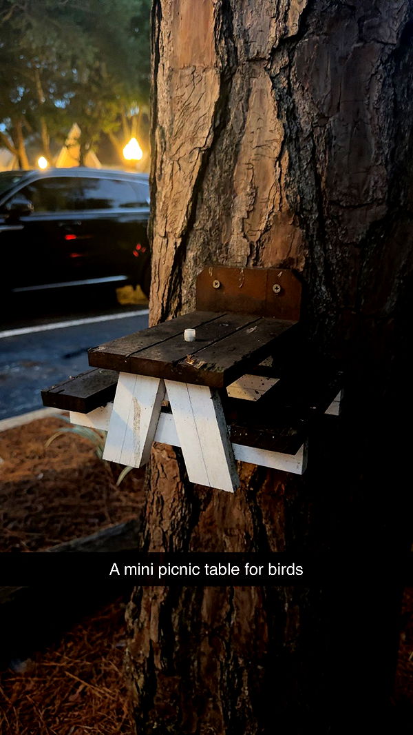 carmmieecat image ~ Altpins