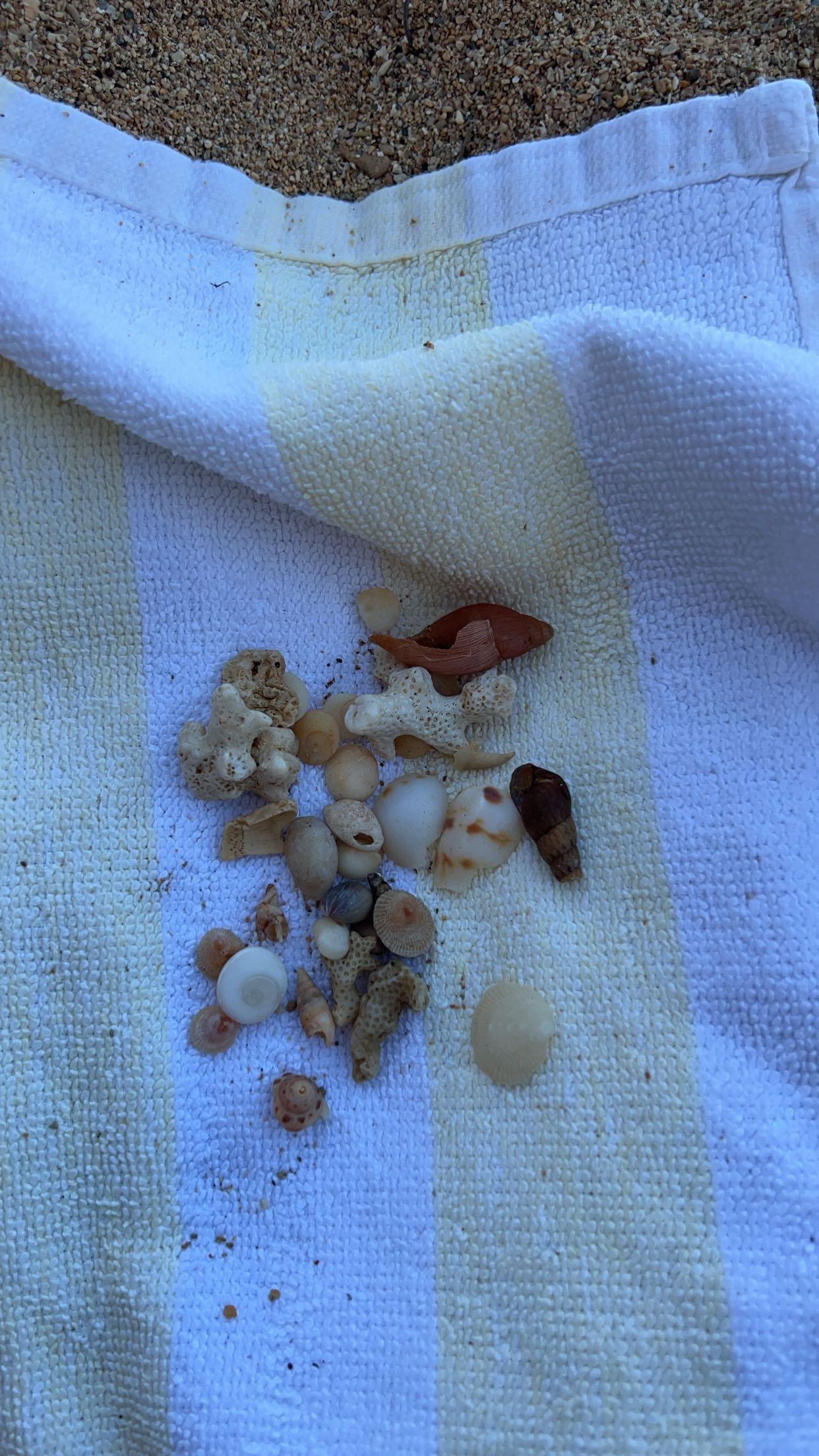 carmmieecat snapchat image archive image