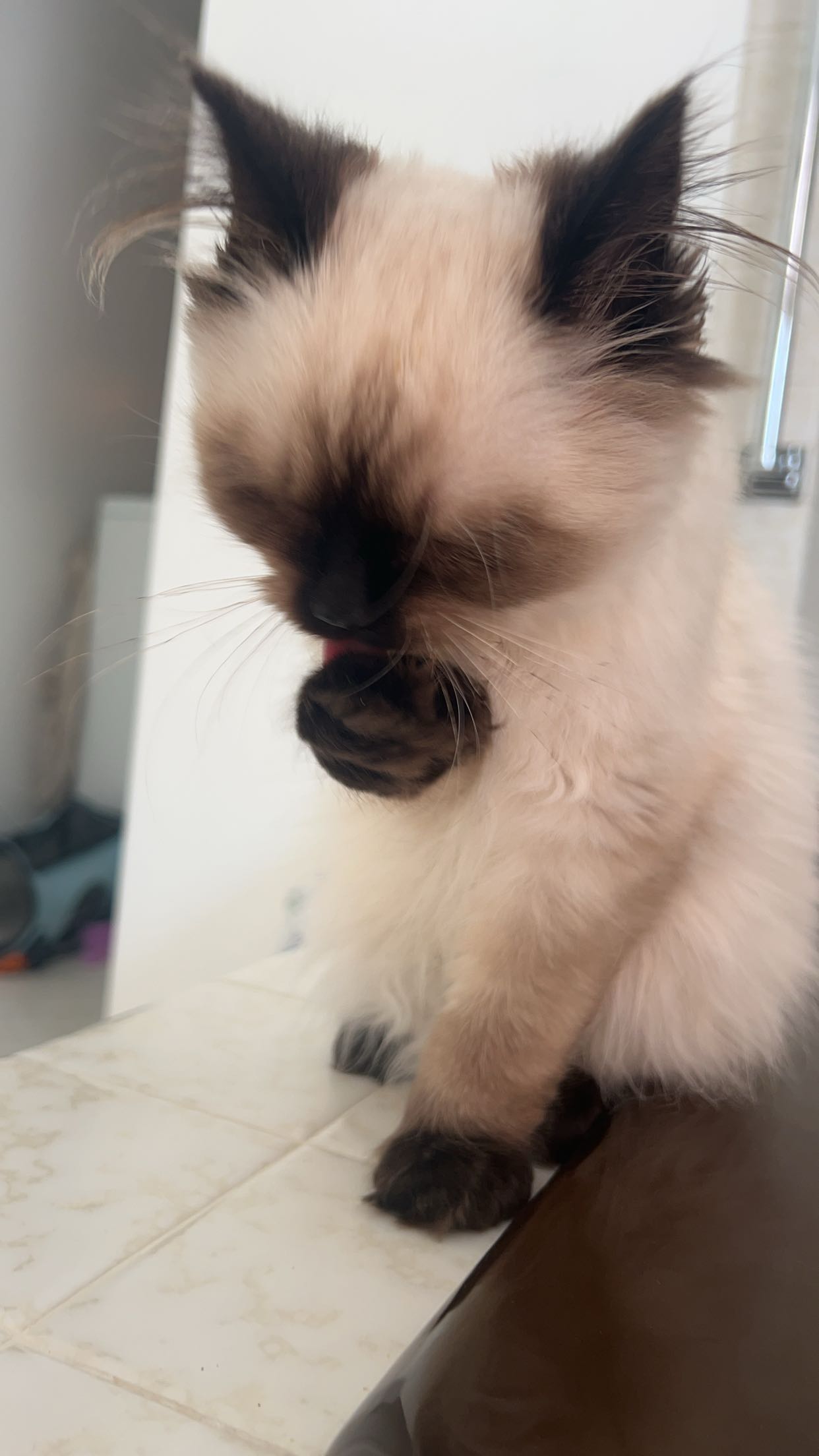 carmmieecat snapchat image archive image