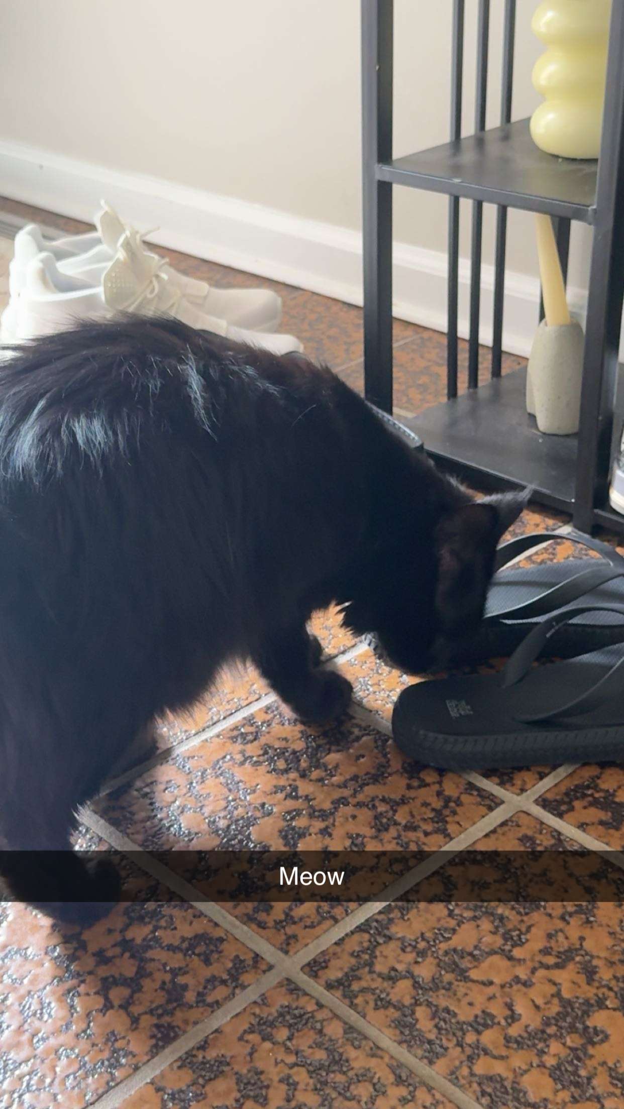 carmmieecat snapchat image archive image