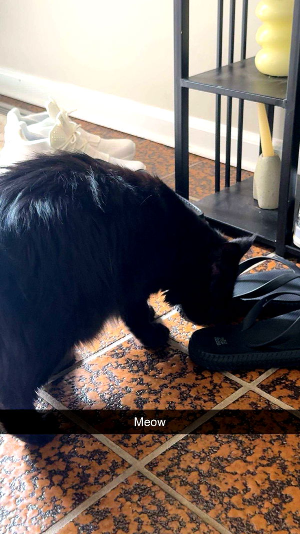 carmmieecat image ~ Altpins