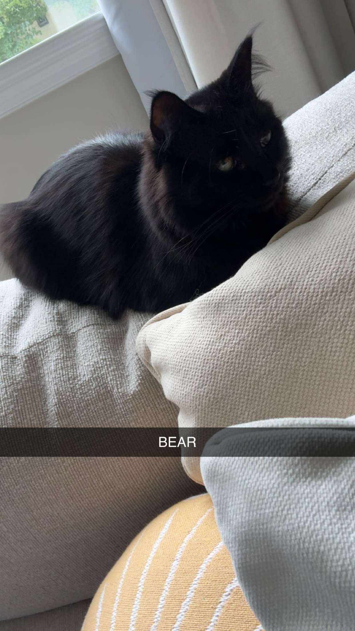 carmmieecat snapchat image archive image