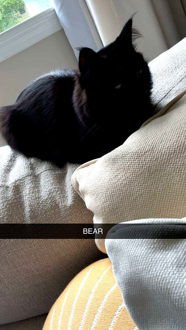 carmmieecat image ~ Altpins