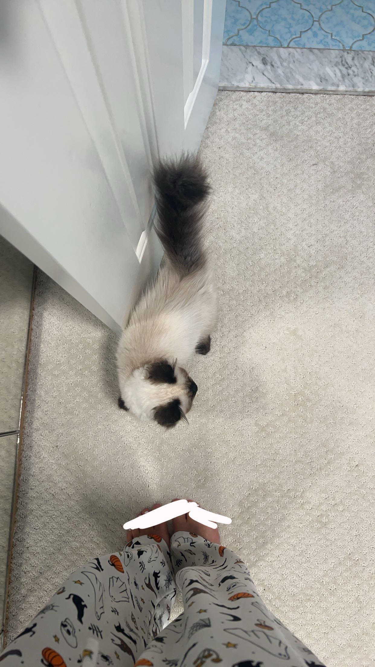 carmmieecat snapchat image archive image