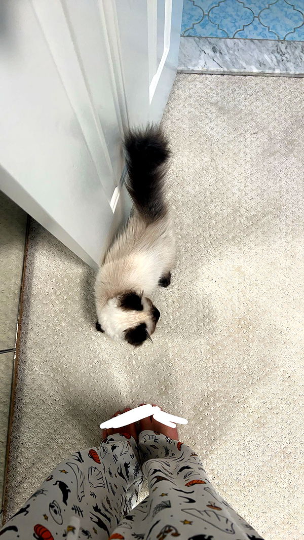 carmmieecat image ~ Altpins