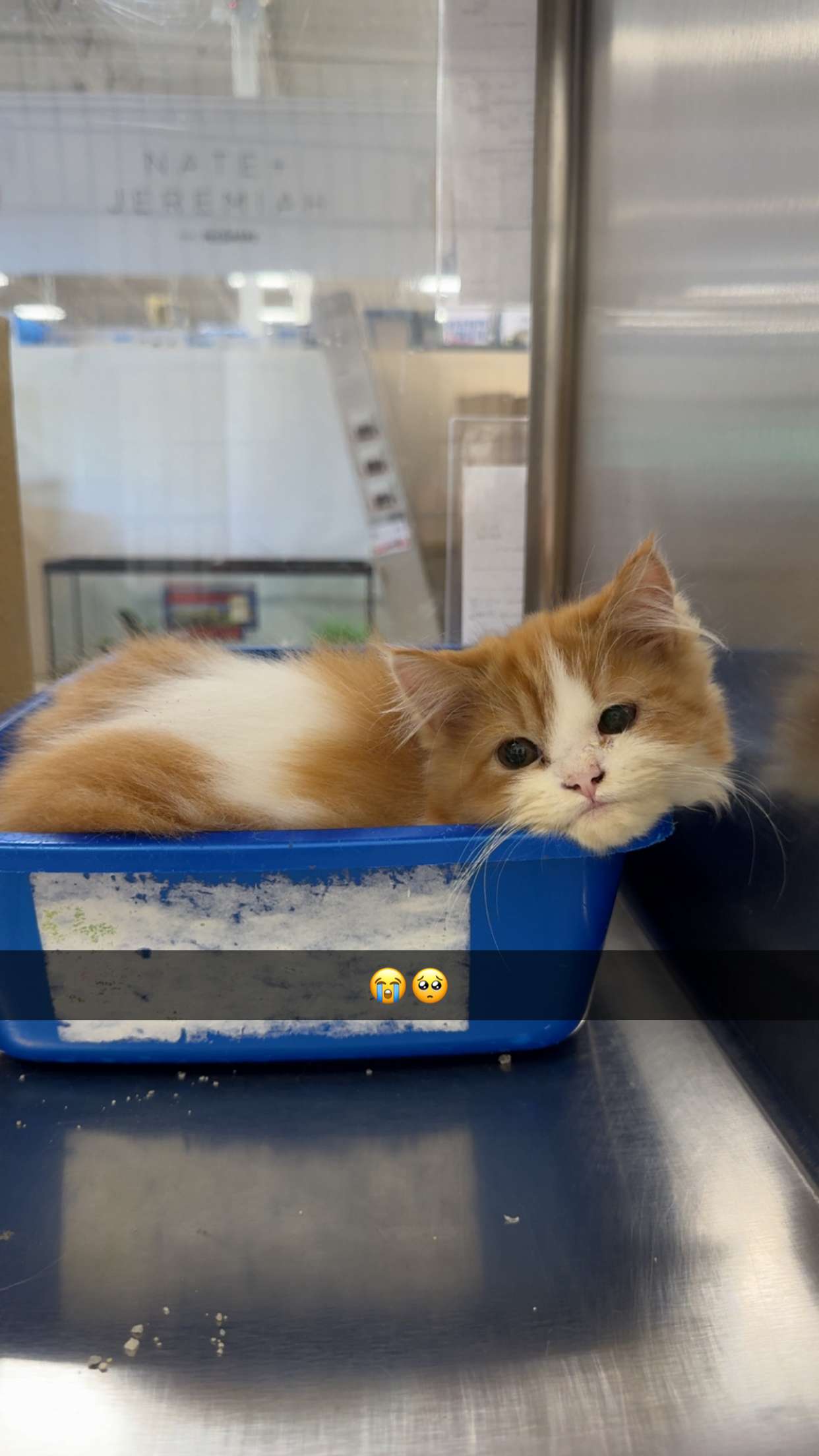 carmmieecat snapchat image archive image