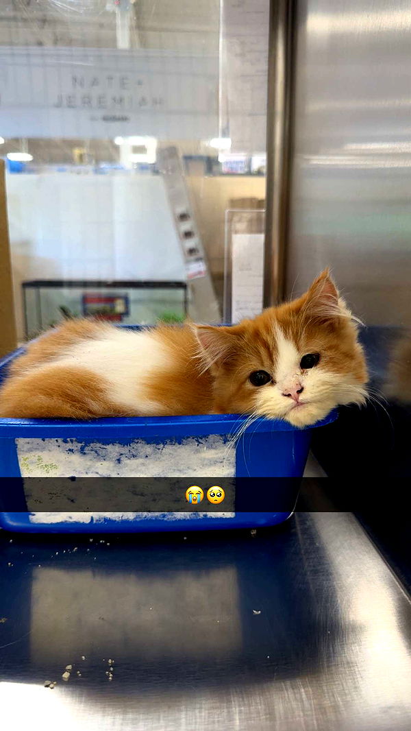 carmmieecat image ~ Altpins