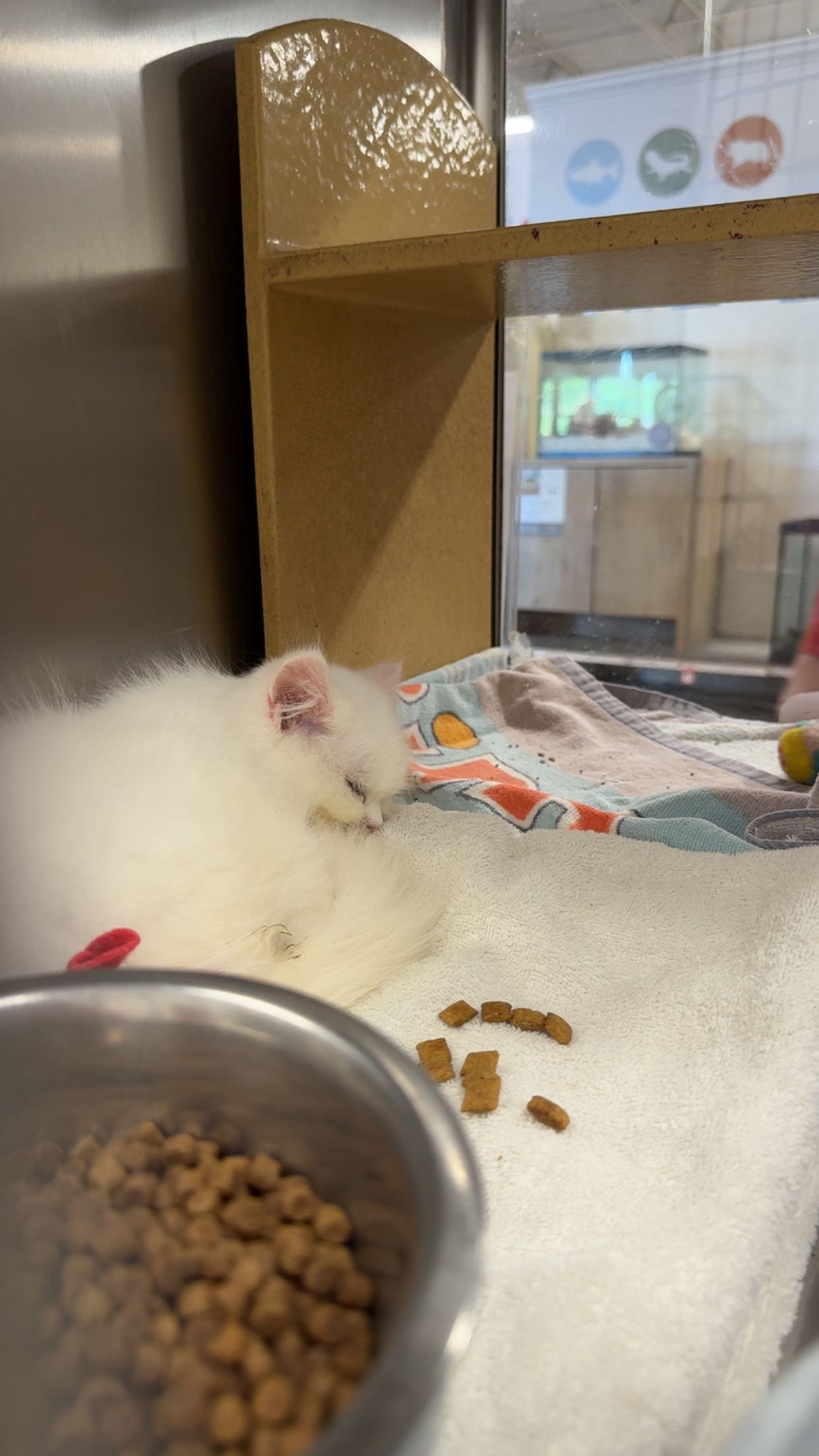 carmmieecat snapchat image archive image