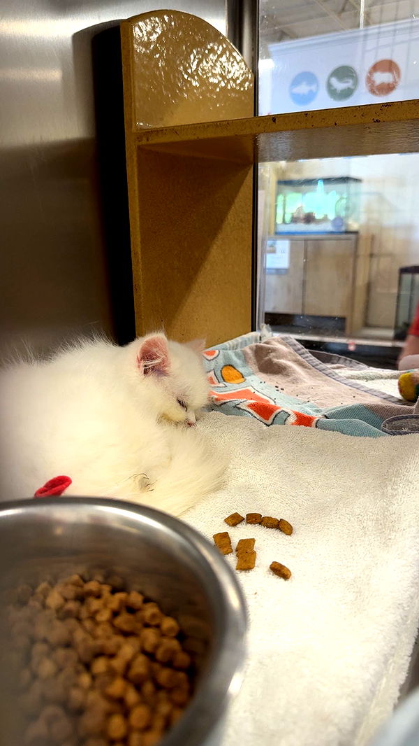 carmmieecat image ~ Altpins