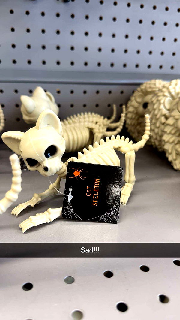 carmmieecat image ~ Altpins