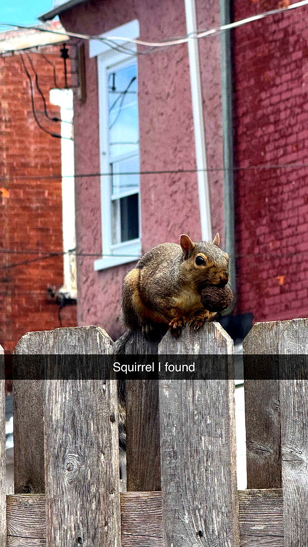 carmmieecat image ~ Altpins