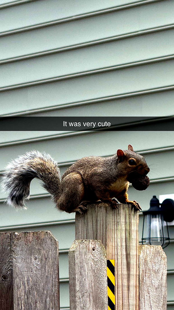 carmmieecat image ~ Altpins