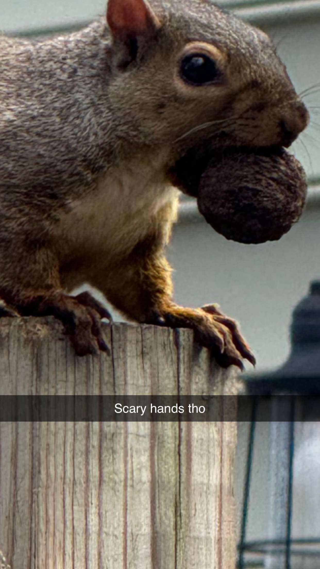 carmmieecat snapchat image archive image