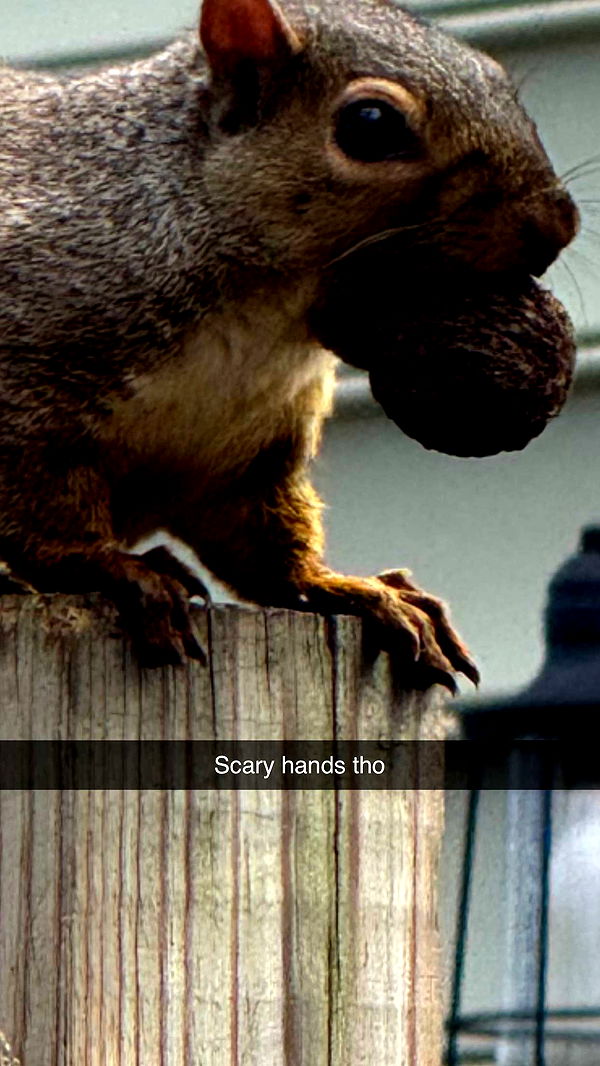 carmmieecat image ~ Altpins