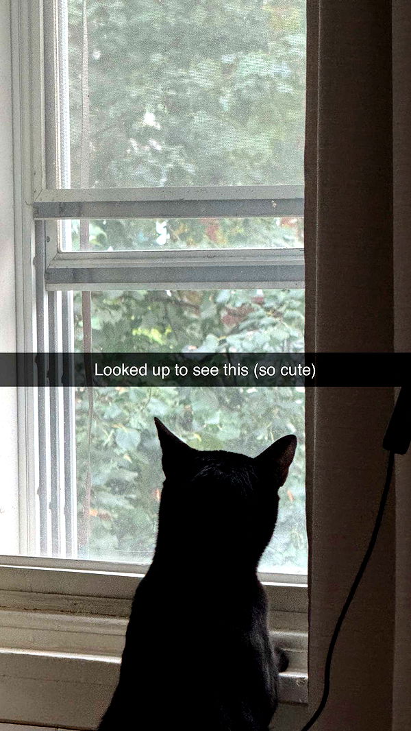 carmmieecat image ~ Altpins