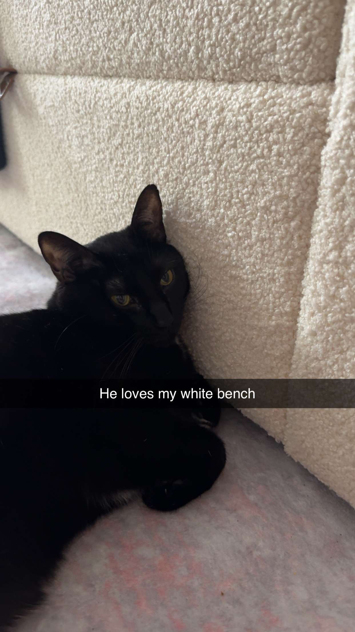 carmmieecat snapchat image archive image