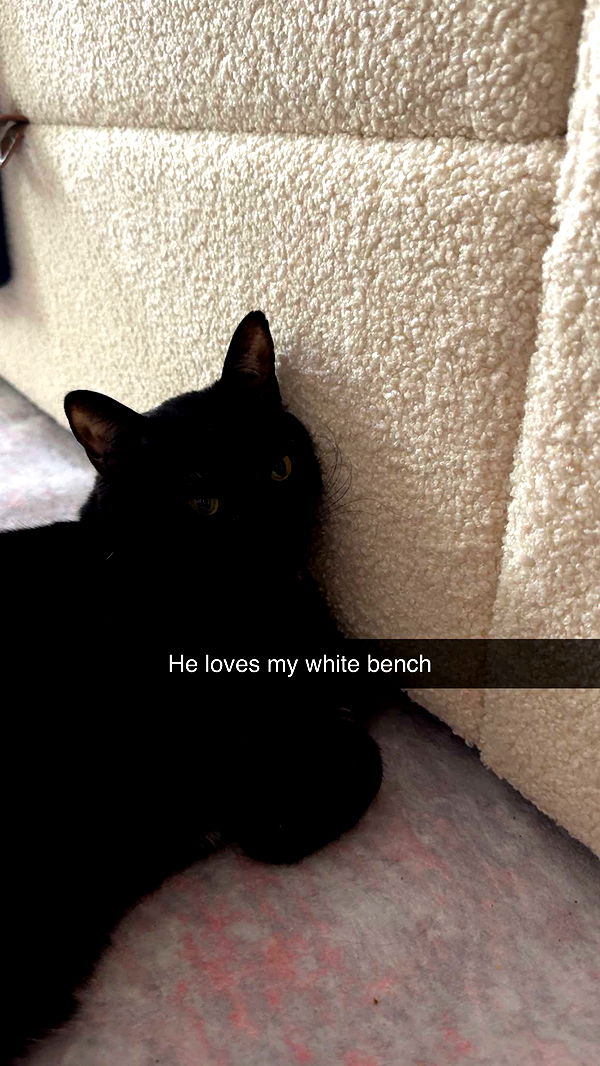 carmmieecat image ~ Altpins