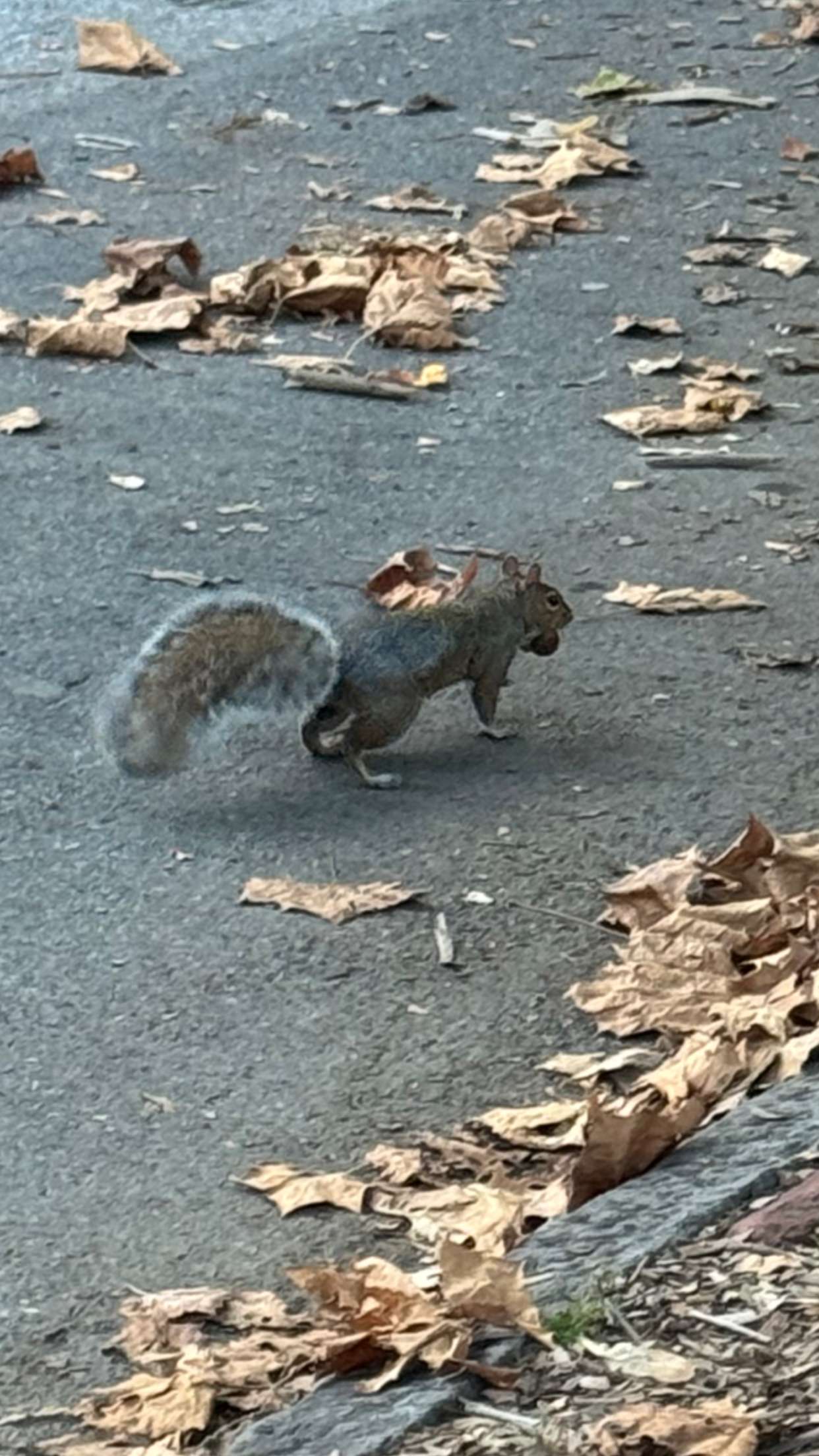 carmmieecat snapchat image archive image