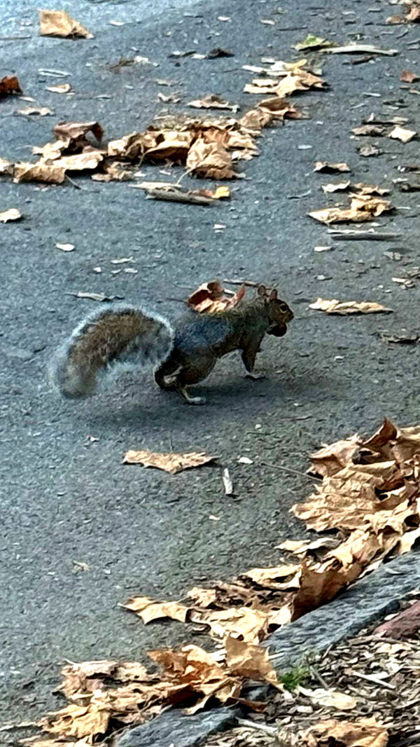 carmmieecat image ~ Altpins