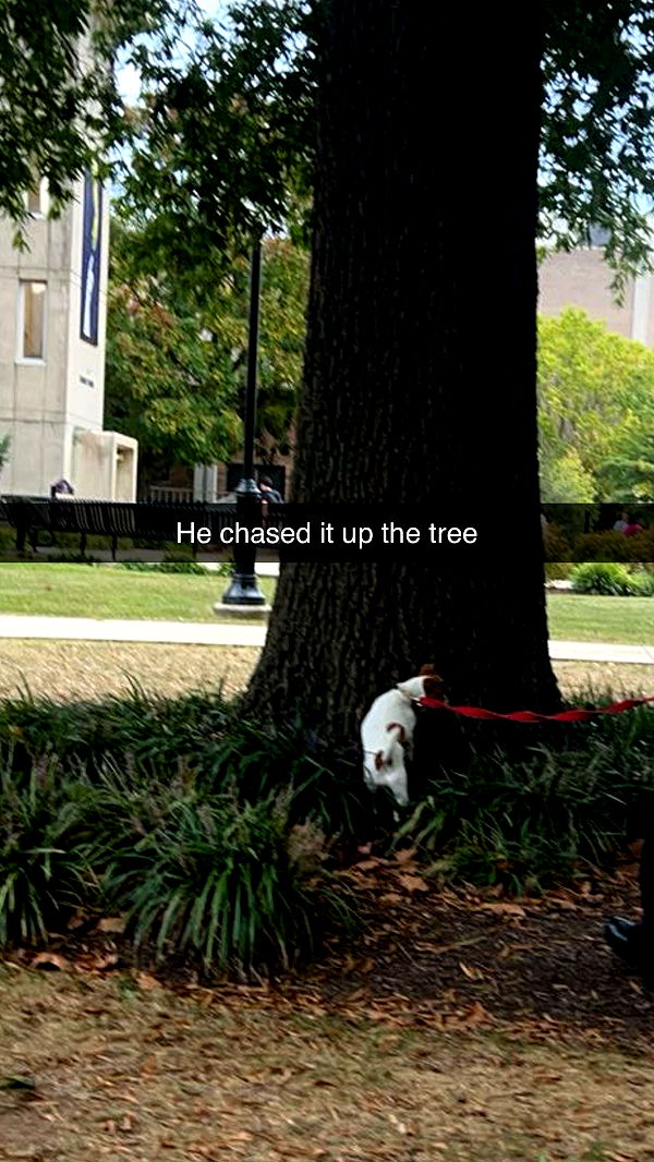 carmmieecat image ~ Altpins