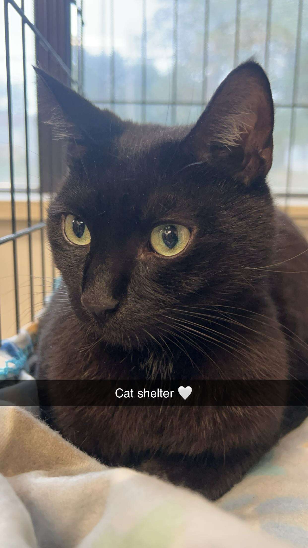 carmmieecat snapchat image archive image