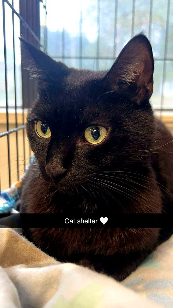 carmmieecat image ~ Altpins